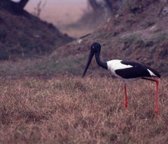 Ephippiorhynchus asiaticus