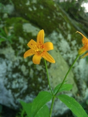 Lilium parvum