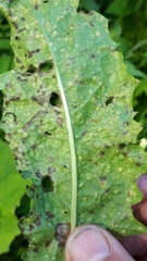 Puccinia dioicae silvatica