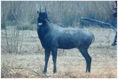 Boselaphus tragocamelus