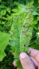 Puccinia dioicae silvatica