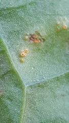 Puccinia dioicae silvatica
