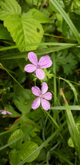 Geranium asphodeloides