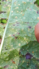 Puccinia dioicae silvatica