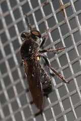 Cerotainia macrocera