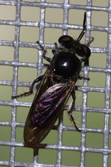 Cerotainia macrocera