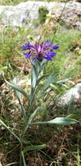 Centaurea fuscomarginata