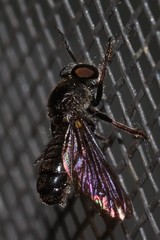 Cerotainia macrocera