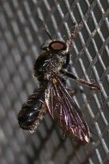 Cerotainia macrocera