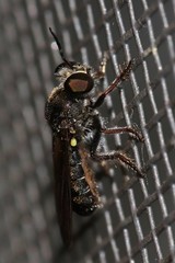 Cerotainia macrocera