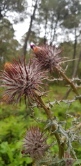 Cirsium oaxacanum