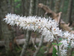 Actaea simplex