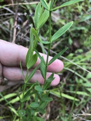 Hypericum virgatum
