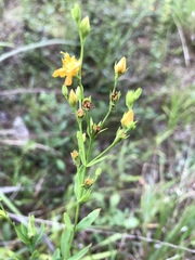 Hypericum virgatum