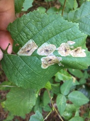 Cameraria corylisella