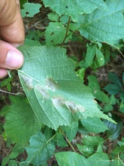 Cameraria corylisella