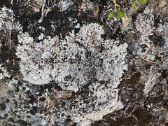 Lepraria subalbicans