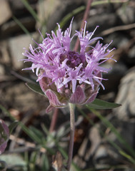 Monardella sheltonii
