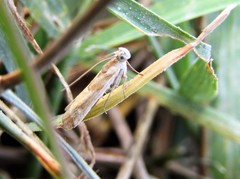 Bradyrrhoa gilveolella