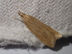 Helcystogramma rufescens