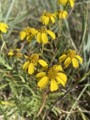 Dysodiopsis tagetoides