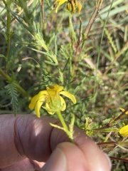 Dysodiopsis tagetoides