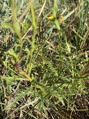 Dysodiopsis tagetoides