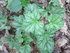 Tiarella cordifolia