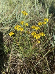 Dysodiopsis tagetoides