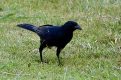 Ptiloxena atroviolacea