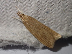 Helcystogramma rufescens