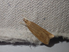 Helcystogramma rufescens