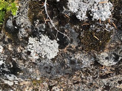 Lepraria subalbicans