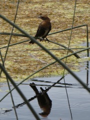 Xanthocephalus xanthocephalus