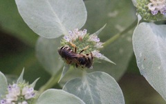 Halictus poeyi