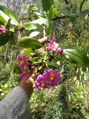 Pereskia grandifolia