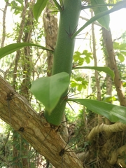 Pereskia grandifolia