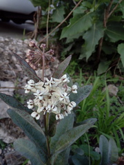 Asclepias glaucescens