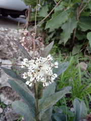 Asclepias glaucescens