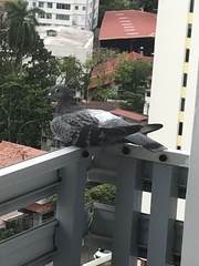 Columba livia domestica