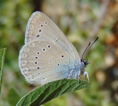 Iolana iolas