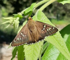 Apyrrothrix araxes