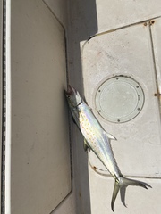 Scomberomorus maculatus