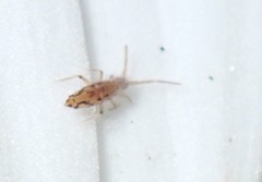 Entomobrya katzi