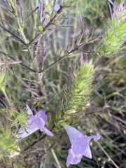Agalinis densiflora