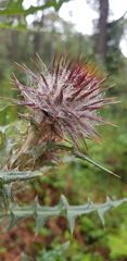 Cirsium oaxacanum