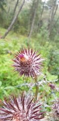 Cirsium oaxacanum