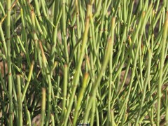 Ephedra fragilis fragilis