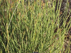 Ephedra fragilis fragilis
