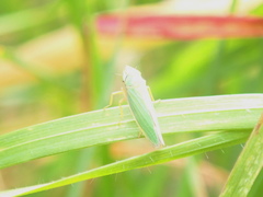 Draeculacephala crassicornis